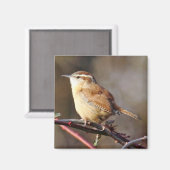 Carolina Wren Magnet (Voorkant / Achterkant)