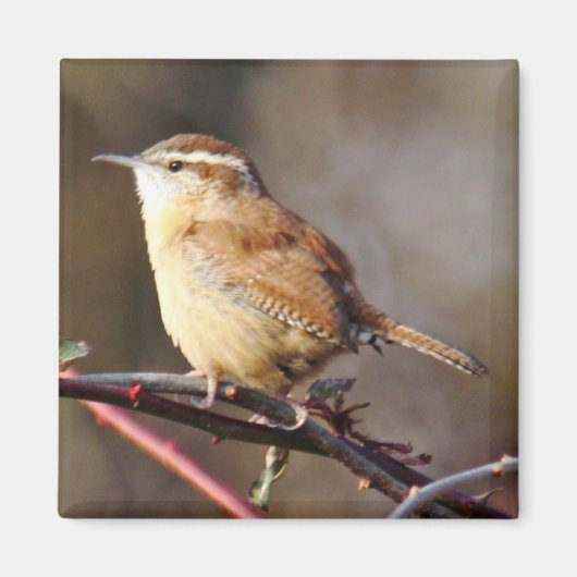 Carolina Wren Magnet (Voorkant)