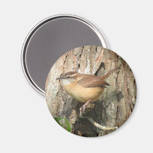 Carolina Wren magnet (Voorkant / Achterkant)