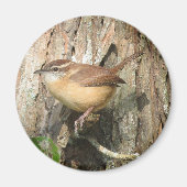 Carolina Wren magnet (Voorkant)