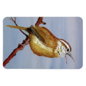 Carolina Wren Magnet Magneet (Horizontaal)
