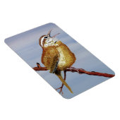 Carolina Wren Magnet Magneet (Rechterzijde)