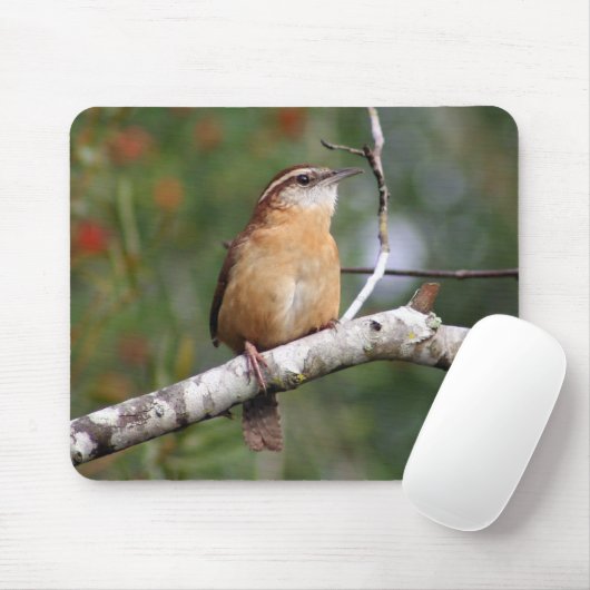 Carolina Wren Muismat (Met muis)