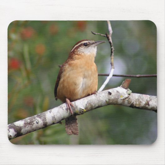 Carolina Wren Muismat (Voorkant)