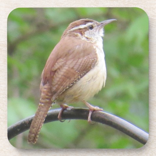 Carolina Wren Onderzetter (Voorkant)