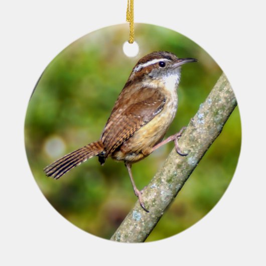 Carolina Wren Ornament (Achterkant)