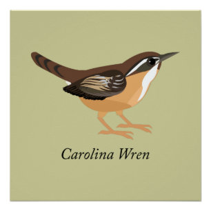Carolina Wren Perfect Poster