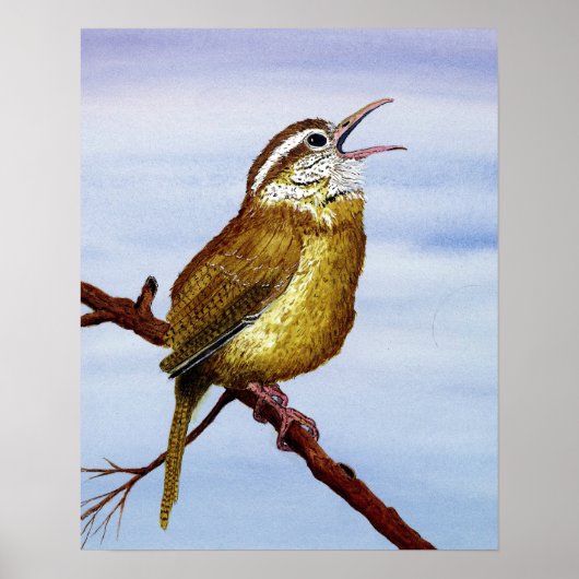 Carolina Wren Poster (Voorkant)