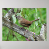 Carolina Wren Poster (Voorkant)