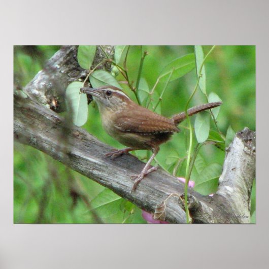 Carolina Wren Poster (Voorkant)