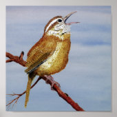 Carolina Wren Poster (Voorkant)