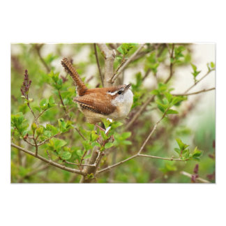 Carolina Wren Print Foto Afdruk