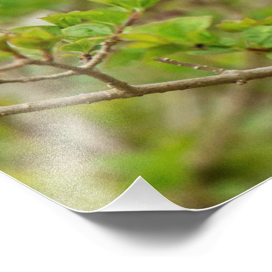 Carolina Wren Print Foto Afdruk (Hoek)