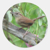 Carolina Wren Sticker (Voorkant)