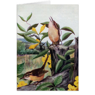 Carolina Wrens en Yellow Jessamine