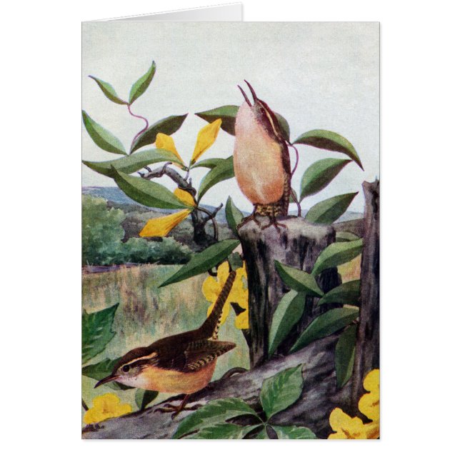 Carolina Wrens en Yellow Jessamine (Voorkant)