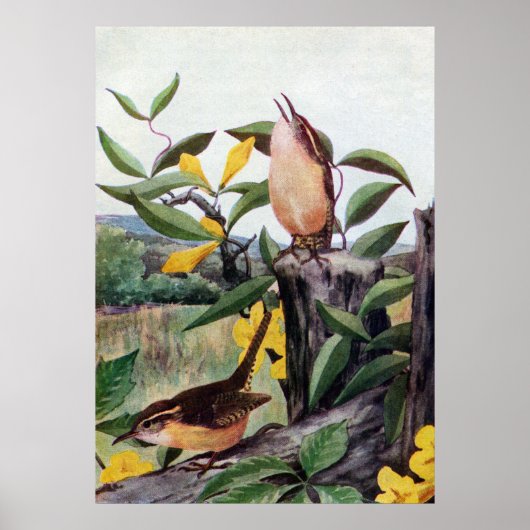 Carolina Wrens en Yellow Jessamine Poster (Voorkant)