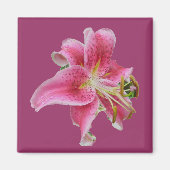 Carolyn's Lily Magnet (Voorkant)