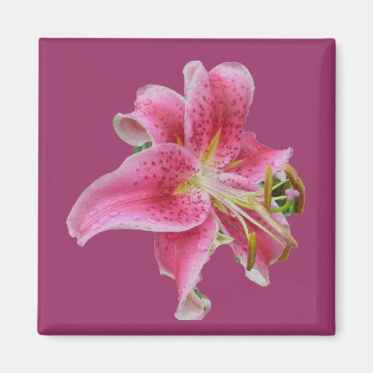 Carolyn's Lily Magnet (Voorkant)