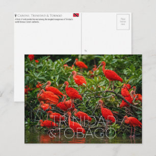 Caroni vogelreservaat, Trinidad & Tobago Reis Briefkaart