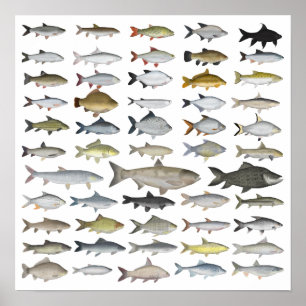 Carp Family Group Poster