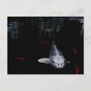 Carp Fish Briefkaart