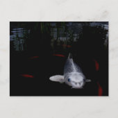 Carp Fish Briefkaart (Voorkant)