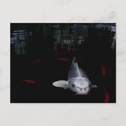 Carp Fish Briefkaart (Voorkant)