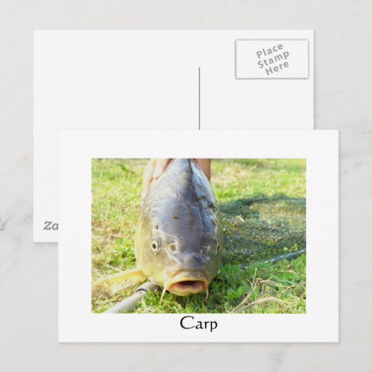 Carp - Karpfen - Ponty Briefkaart (Voorkant / Achterkant)