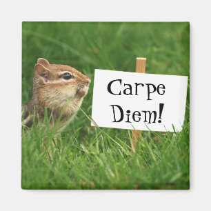 Carpe Diem Chipmunk Magnet