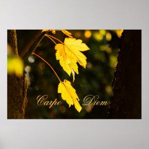  Carpe Diem met kleurrijke bladPoste Poster