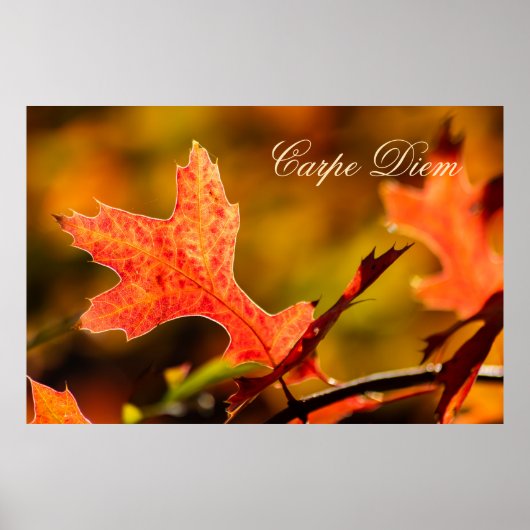 Carpe Diem met kleurrijke bladPoste Poster (Voorkant)