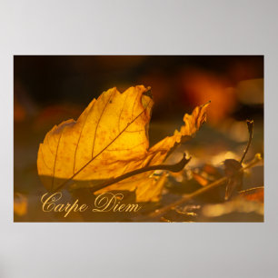  Carpe Diem met kleurrijke bladPoste Poster