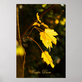 Carpe Diem met kleurrijke bladPoste Poster