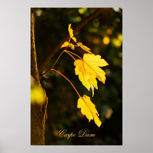  Carpe Diem met kleurrijke bladPoste Poster (Voorkant)