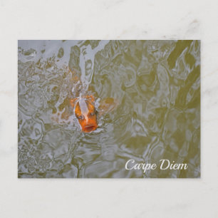 Carpe Diem Pond Fish Foto Briefkaart