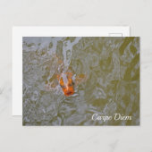 Carpe Diem Pond Fish Foto Briefkaart (Voorkant / Achterkant)
