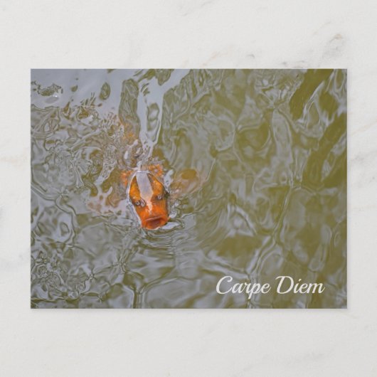 Carpe Diem Pond Fish Foto Briefkaart (Voorkant)