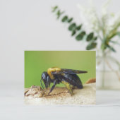 Carpenter Bee. Briefkaart (Staand voorkant)