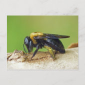 Carpenter Bee. Briefkaart (Voorkant)