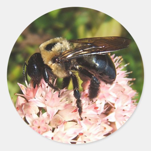 Carpenter Bee ~ sticker (Voorkant)