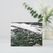 Carpinteria Seal Sanctuary Briefkaart (Staand voorkant)