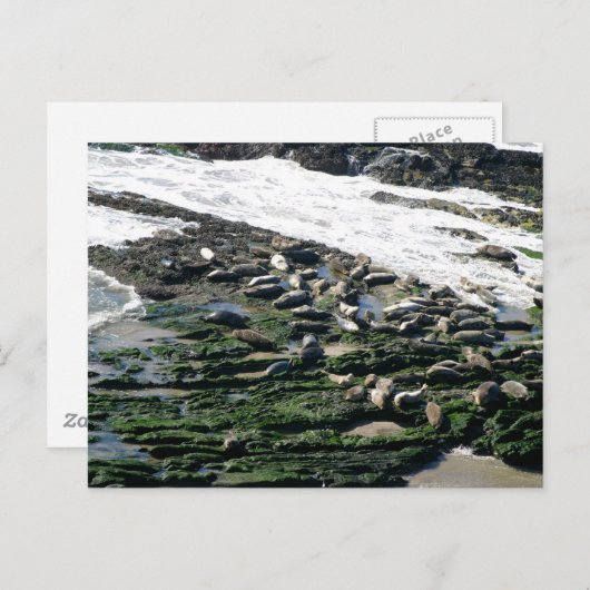 Carpinteria Seal Sanctuary Briefkaart (Voorkant / Achterkant)