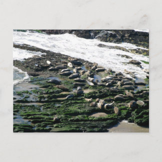 Carpinteria Seal Sanctuary Briefkaart
