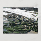Carpinteria Seal Sanctuary Briefkaart (Voorkant)