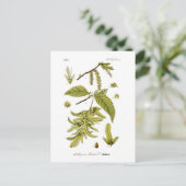 Carpinus betulus (Europees hornbekken) Briefkaart (Staand voorkant)