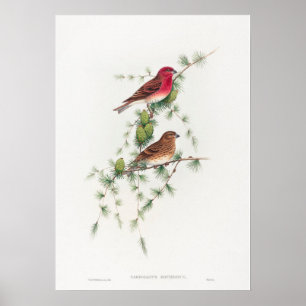 Carpodacus Erythrinus; Gewone roodmus Poster