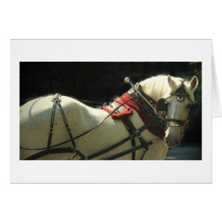 Carriage Horse