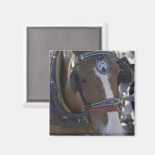 Carriage Horse Magneet (Voorkant / Achterkant)