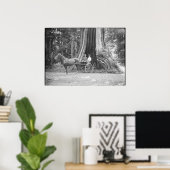 Carriage in the Hollow Tree, Stanley Park, Poster (Thuiskantoor)